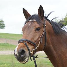 Dansk Varmblod CARAMIAS CARAT *pensioneret*