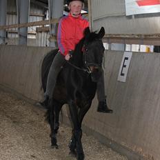 Welsh Cob (sec D) Tai Ticcazini