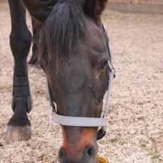 Welsh Cob (sec D) Tai Ticcazini