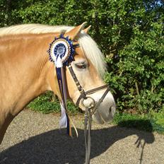 Haflinger MISTRAL (MALAWI)