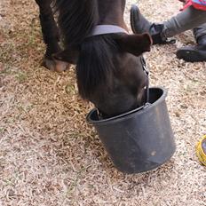 Welsh Cob (sec D) Tai Ticcazini