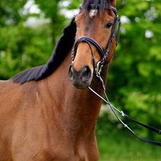 Hollandsk Varmblod Ezione