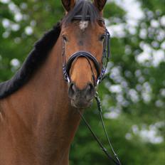 Hollandsk Varmblod Ezione