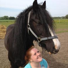Irish Cob Himmelhest  Zafir