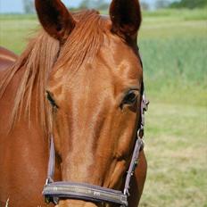 Anden særlig race Dina