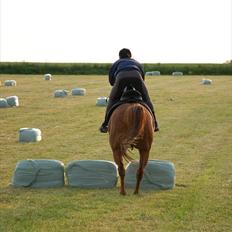Anden særlig race Dina
