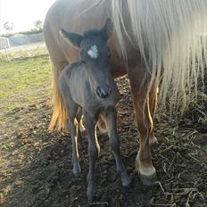 Islænder Gæfa fra Tjørnegården