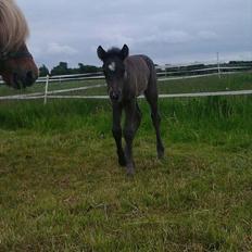 Islænder Gæfa fra Tjørnegården