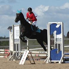 Dansk Varmblod Kastlund Diango (Solgt)