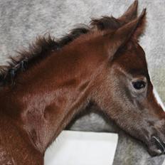 DSP Midtjydens Casino 