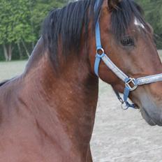 Knabstrupper Konrad af Dutterup solgt