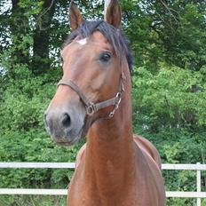 Knabstrupper Konrad af Dutterup solgt