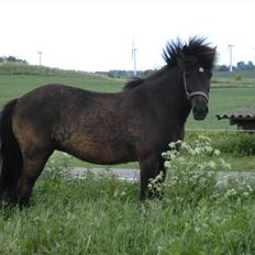 Islænder Hekla frá Reykjavik