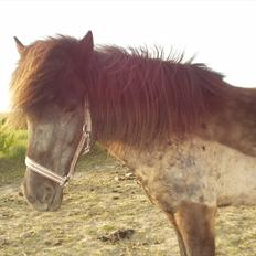 Islænder Hekla frá Reykjavik
