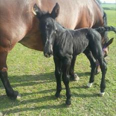 Oldenborg Hornbecks Crixus