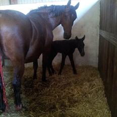 Oldenborg Hornbecks Crixus