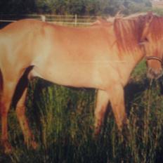 Anden særlig race Golden Dane aka. Bailey