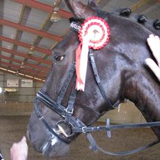 Anden særlig race Mosegaards El Diablo