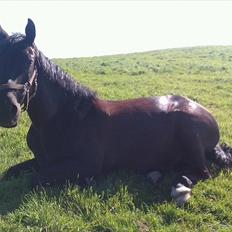 Anden særlig race Mosegaards El Diablo