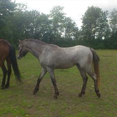 Welsh Pony (sec B) Mirain Talisman