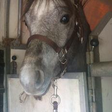 Welsh Pony (sec B) Mirain Talisman