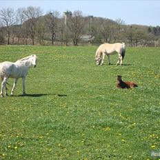 Fjordhest columbine bøgely