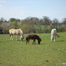 Fjordhest columbine bøgely