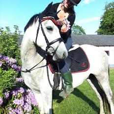 Anden særlig race Stald Nino´s O´malley (Malle)