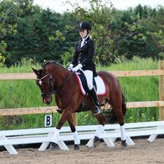 Anden særlig race Pingo