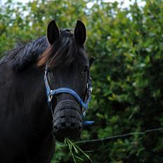 Anden særlig race Diablo