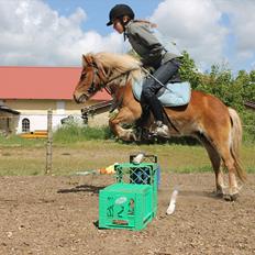 Shetlænder Ingstrups Sandra