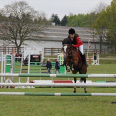 Hollandsk Sportspony Álice