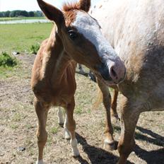 Knabstrupper Brigitta af Dutterup