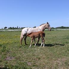 Knabstrupper Brigitta af Dutterup