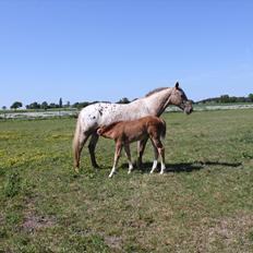 Knabstrupper Brigitta af Dutterup