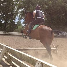 Standardbred Only Schwarzkopf (One More Moving)