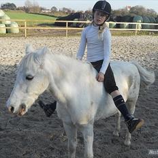 Welsh Pony (sec B) Apollon - polle <3 *SAVNES*