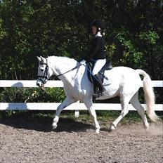 Welsh Pony (sec B) Apollon - polle <3 *SAVNES*