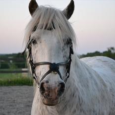 Knabstrupper Teglbrændergårdens Felix
