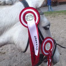 Welsh Pony (sec B) Fjordvangens Evian