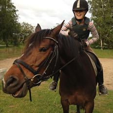 Dansk Varmblod Rudmosens Dejavu