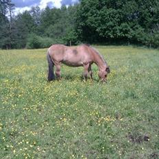 Anden særlig race Titan