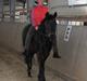 Welsh Cob (sec D) Tai Ticcazini