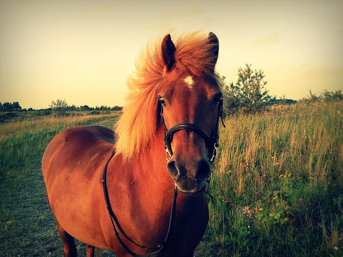 Islænder Embla fra Hessellund  - Oktober 2011. billede 6