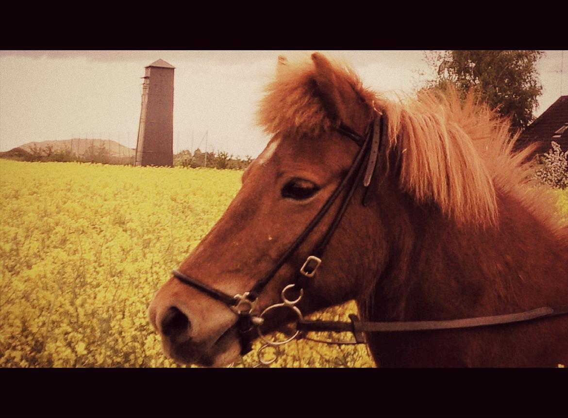 Islænder Embla fra Hessellund  - Ma sunshine on a cloudy day! billede 10