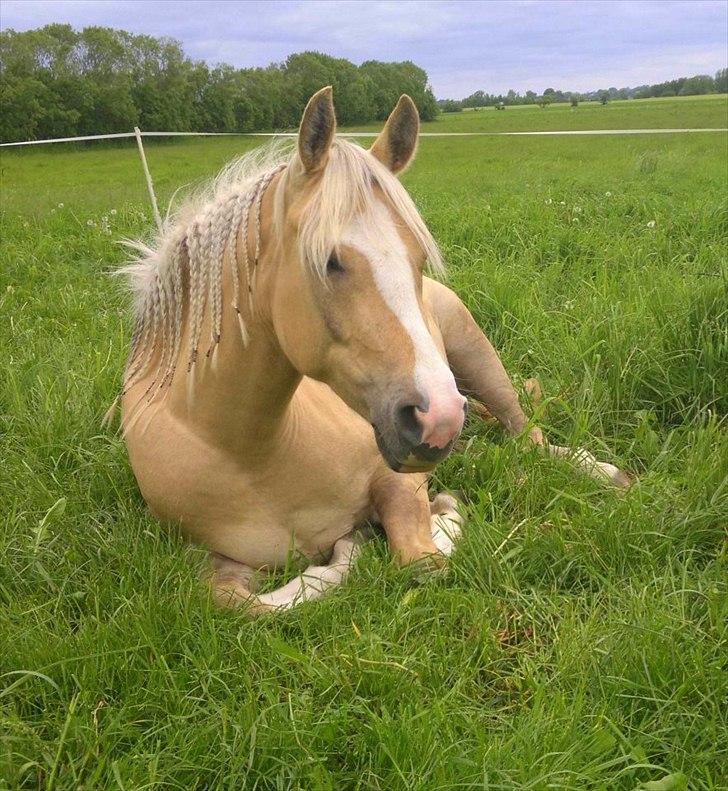 Palomino Golden candy - 31/5-2012 - Tuse Creek Ranch billede 13