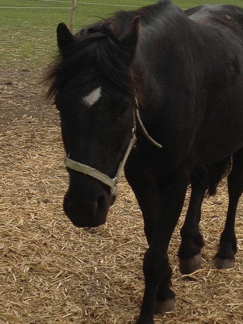 Dartmoor Barbet<3 billede 9