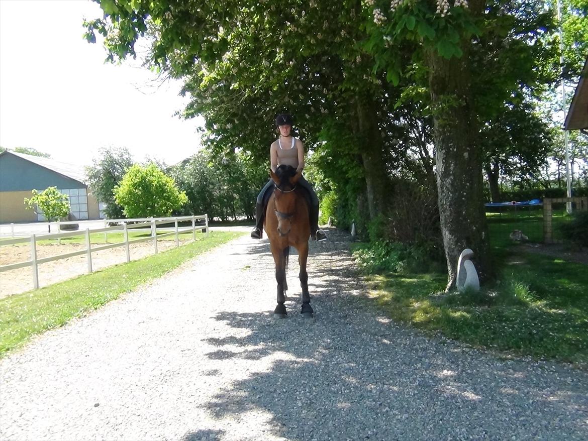 Dansk Varmblod Saksgaards Light Foot #Klubmester# billede 12