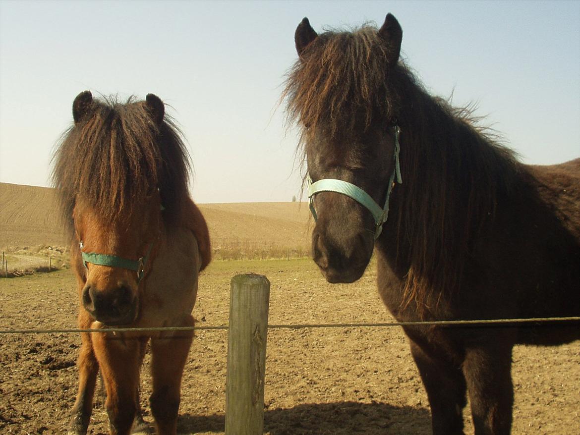 Islænder Kjartan fra Laven - Det er ham den karmel farvede billede 1