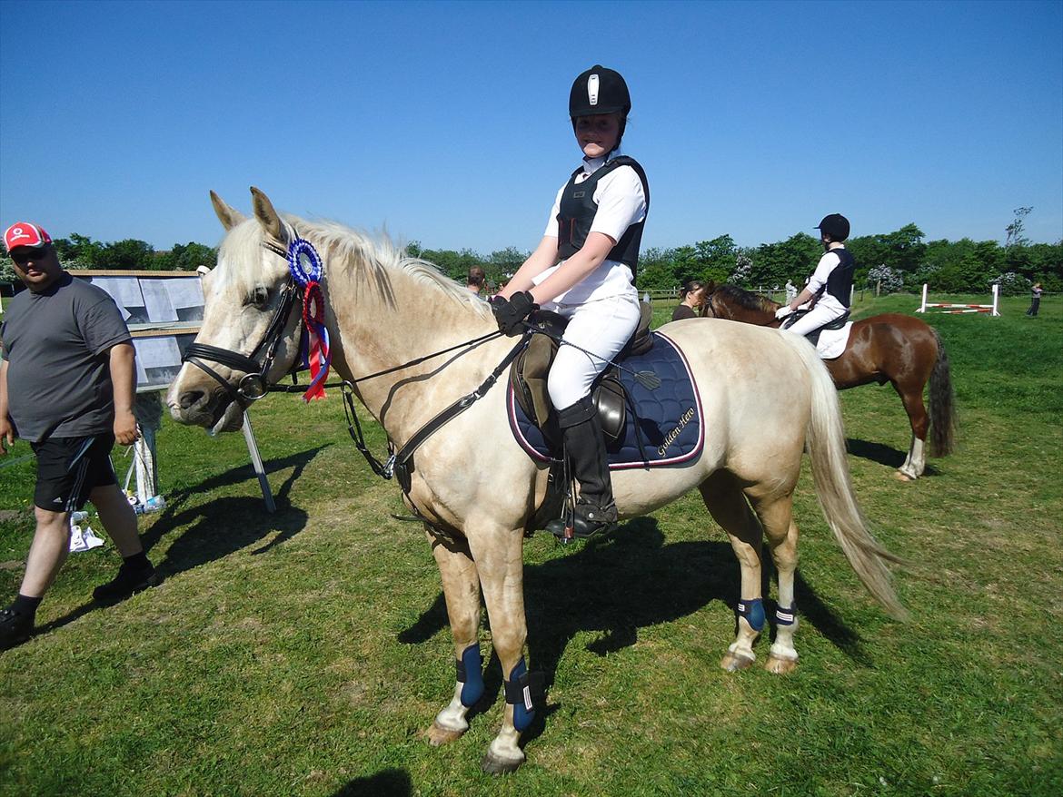Palomino Fyrstenborgs Golden Hero - 
HJRK billede 9